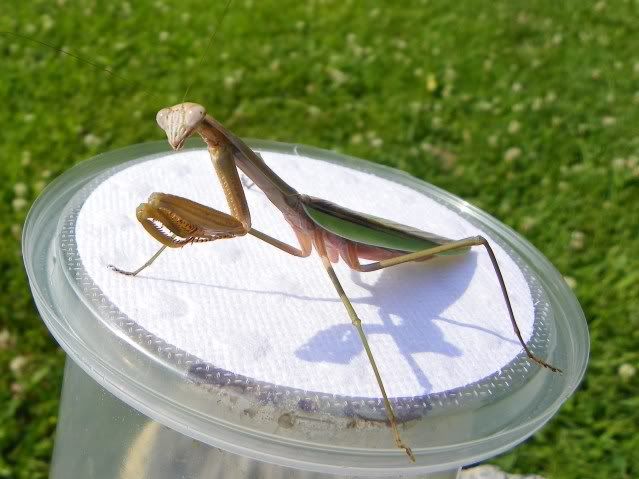 Adult Female Mantid 009-5