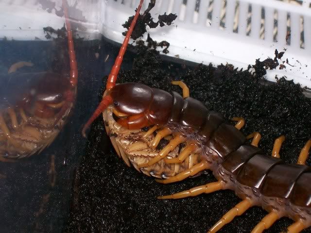 Scolopendra subspinipes Eating 010-3