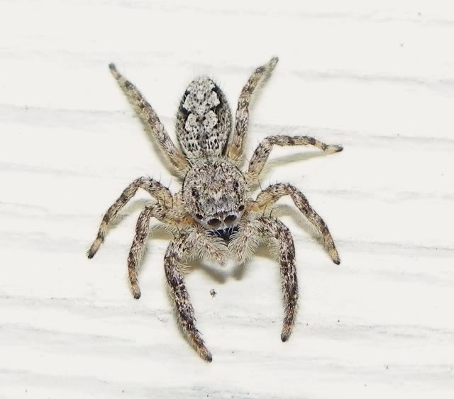 Jumping Spiders 010-7