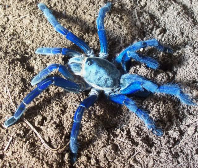 Cobalt Blue tarantula 012-1