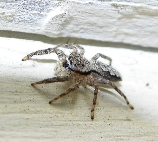 Jumping Spiders 014-2