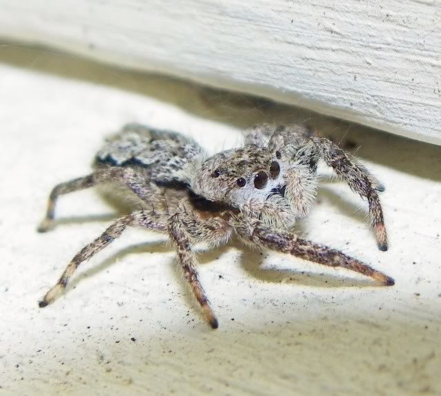 Jumping Spiders 017