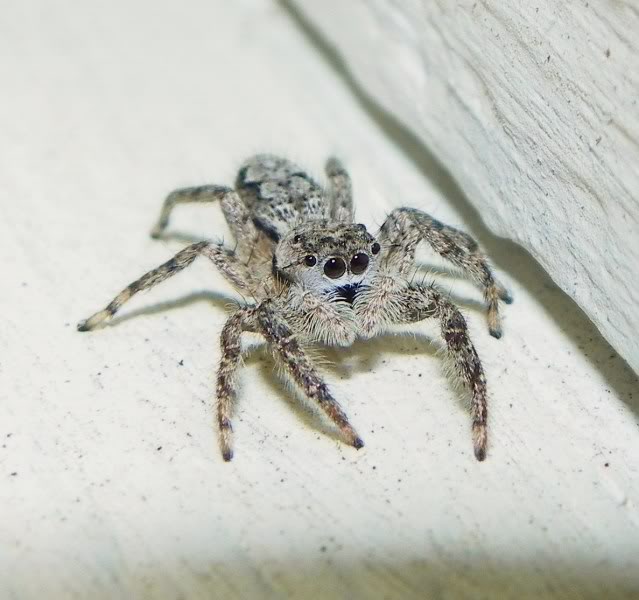 Jumping Spiders 018-3