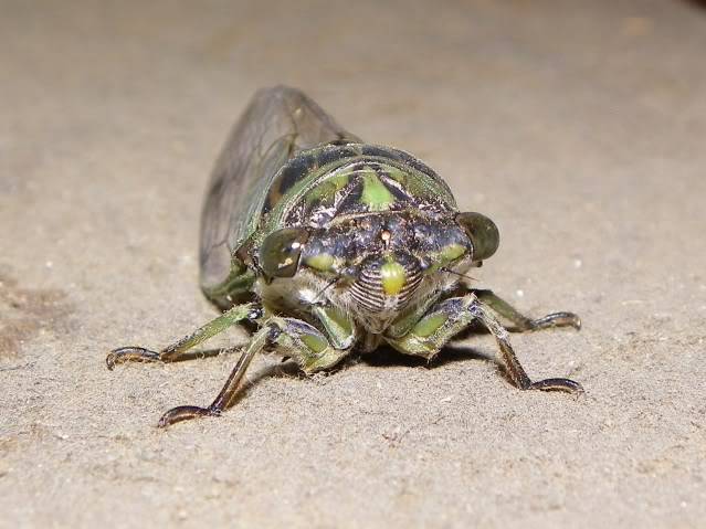 Cicada 049