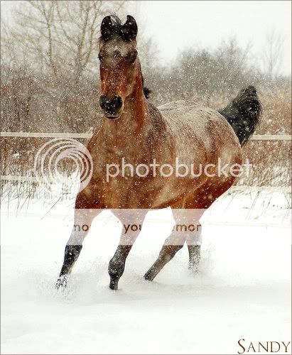 ° Sandy [Fini !] Sandy