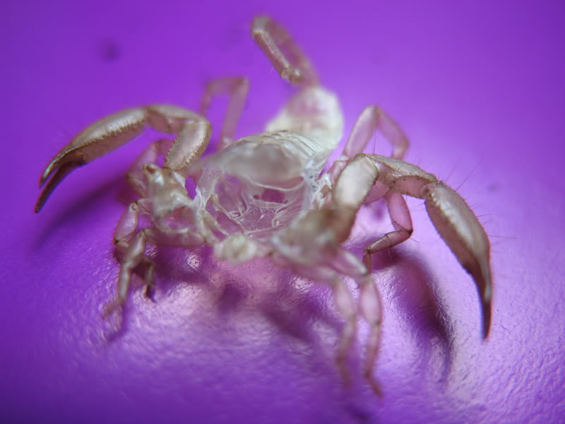 Scorpion molt 002