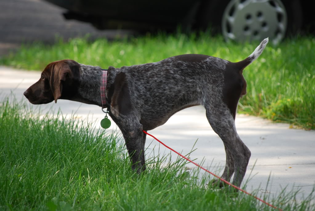 Randi - 3 month old GSP DSC_0019