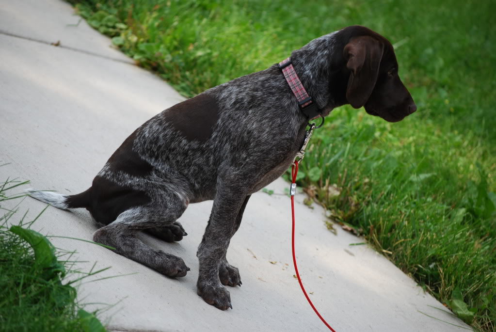 Randi - 3 month old GSP DSC_0024