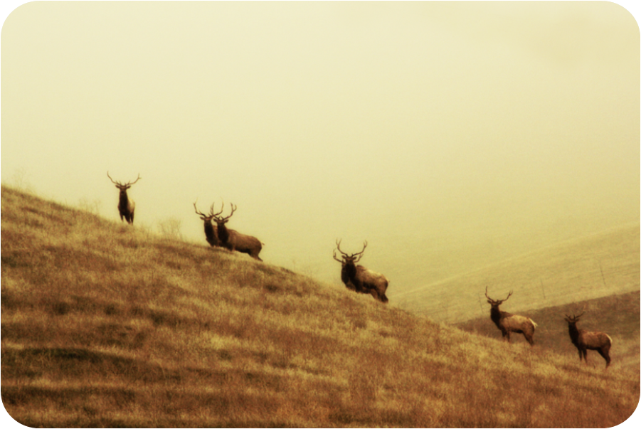 Hunting within the Territory Theherd