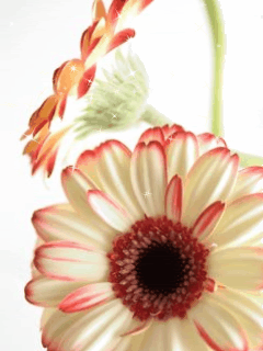 Chúc mừng sinh nhật chị Thương 20-3 Animated-Flowers-flowers-animated-animiert-flower-flores-flower-gifs-MY-FLOWER-BOX_large