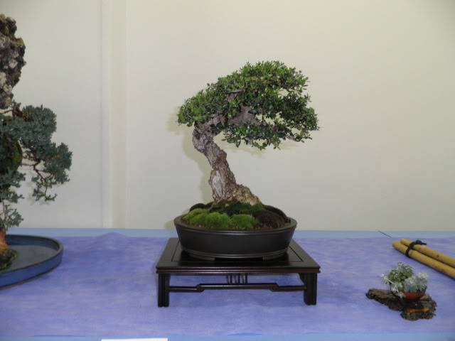 Los Jueves en la asociación amigos del bonsai de Benalmadena - Página 10 Muestradefuengirola012