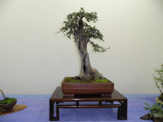 Los Jueves en la asociación amigos del bonsai de Benalmadena - Página 10 Muestradefuengirola014