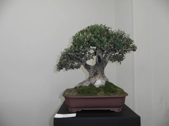 Los Jueves en la asociación amigos del bonsai de Benalmadena - Página 10 Muestradefuengirola024