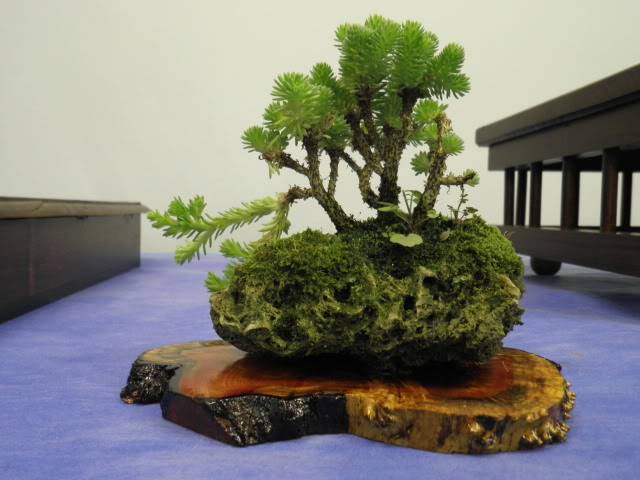 Los Jueves en la asociación amigos del bonsai de Benalmadena - Página 10 Muestradefuengirola026