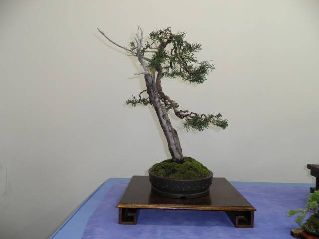 Los Jueves en la asociación amigos del bonsai de Benalmadena - Página 10 Muestradefuengirola034