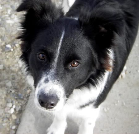 Border Collie (Granični škotski ovčar) Sugar_border_collie_01jpg_w450