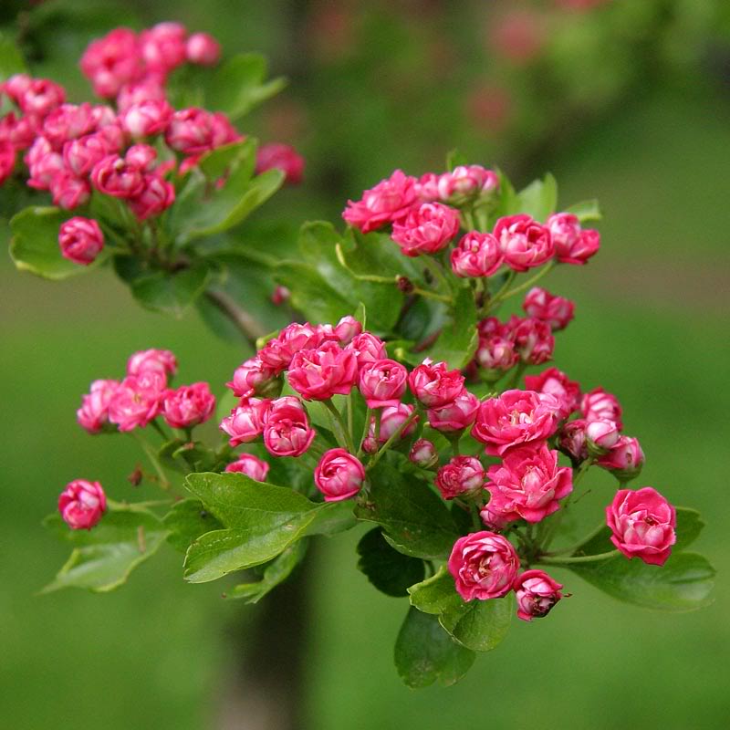 Sắc......... hoa........... Crataegus-laevigata-Pauls-