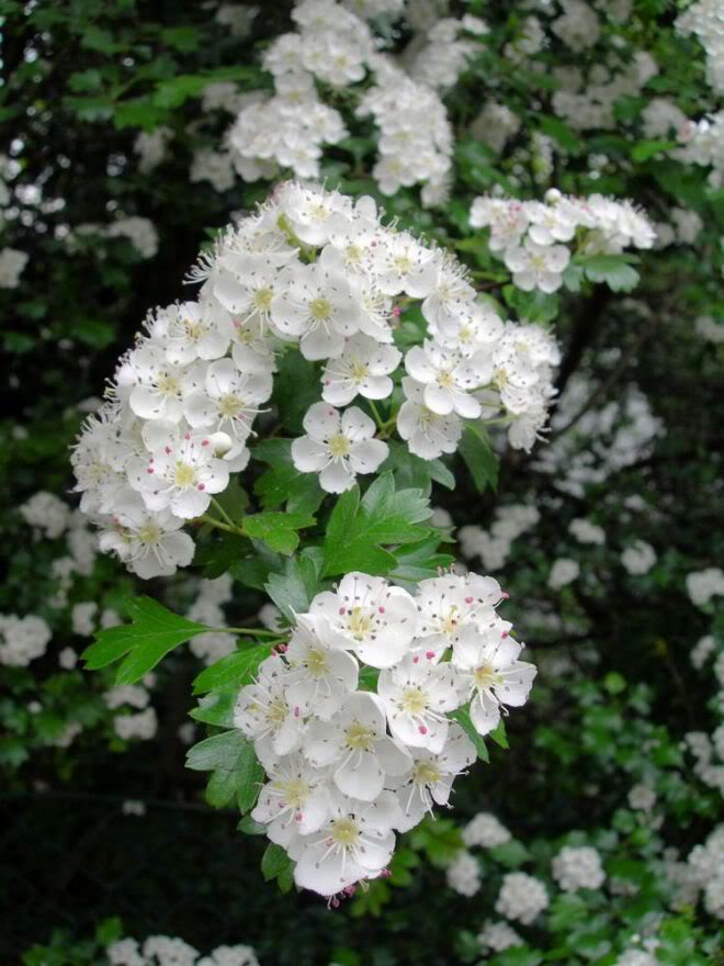 Sắc......... hoa........... Hawthorn27