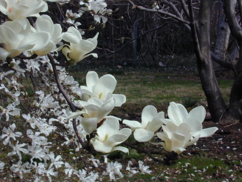 Sắc......... hoa........... Magnolia_Blossoms_by_raggyann321