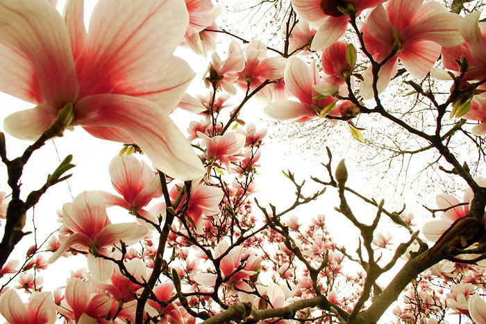 Sắc......... hoa........... Magnolia_Lomo_by_tch