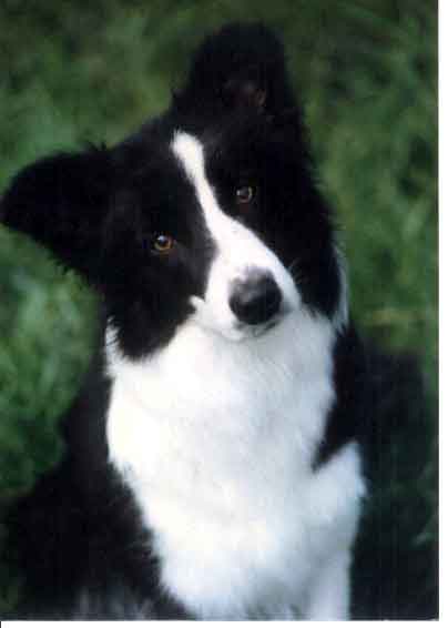 Border Collie (Granični škotski ovčar) Border