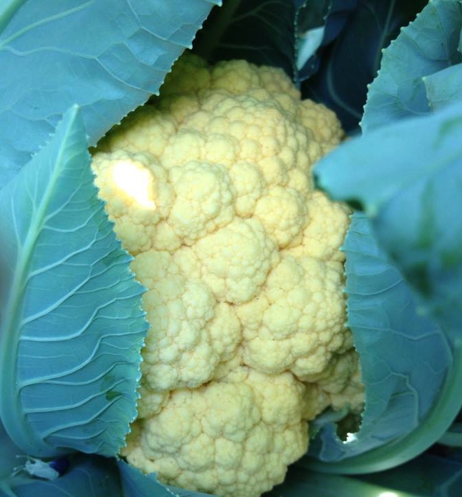 Cheddar cauliflower bursts out of it's leafy prison! D8753e74-ca45-4e15-87bc-d7d1b72ef63c_zps00944df1