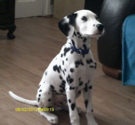 Caesar - 5 month old Dalmatian Pup needs special home Imag0048e