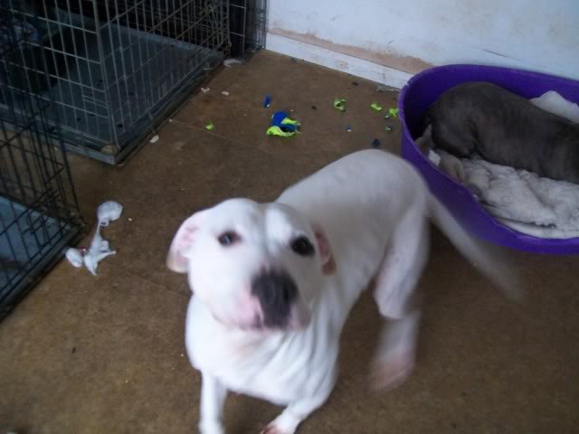 Eddie - 2 year old SBT cross American Bulldog - Fostered Redditch for FOTA 100_2154