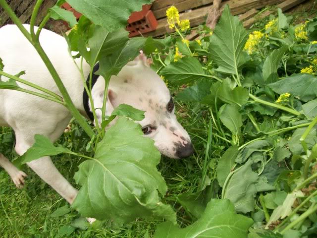 Eddie - 2 year old SBT cross American Bulldog - Fostered Redditch for FOTA 600631_4154556702158_1815880923_n