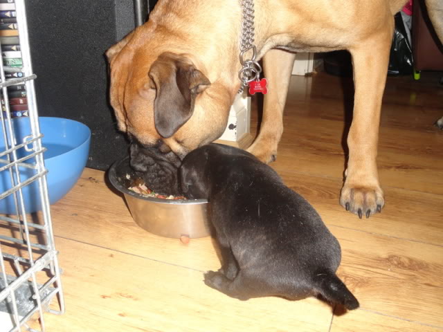 Daisy-Maii 8 week old Cross Breed (fostered in Oxford) DSC00904