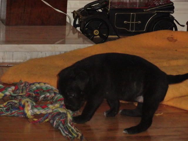 Daisy-Maii 8 week old Cross Breed (fostered in Oxford) DSC00913