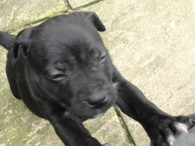 Daisy-Maii 8 week old Cross Breed (fostered in Oxford) DSC00955