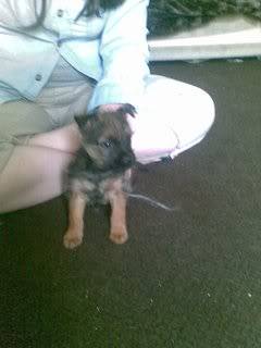 Halfpenny - 12 week old Cairn Terrier cross - Fostered S.Wales Halfpenny02