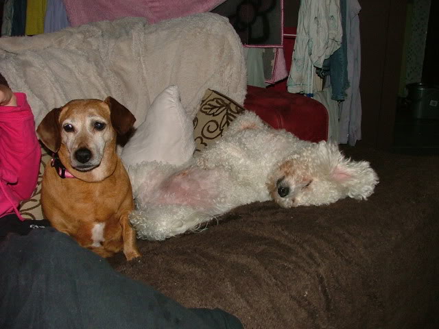 Lucy & Morris,  Dachshund x & Bichon, 10 years old DSCF1744