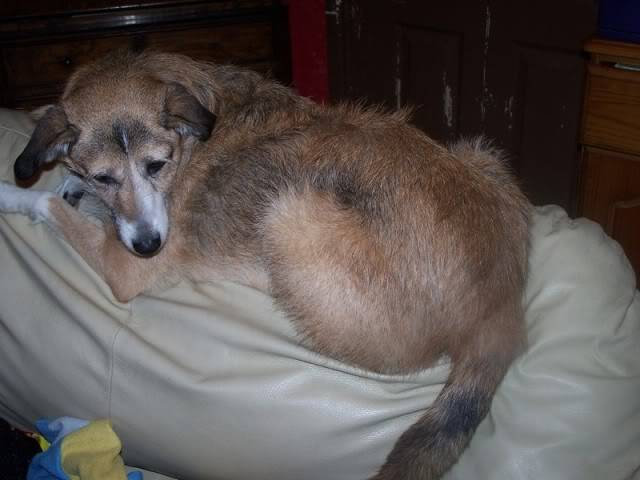 Perfect Penny - Lovely 9 year old Collie cross  100_2476