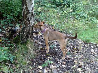 Maxine - 7 month old cross breed - Sweet pup 22092011409