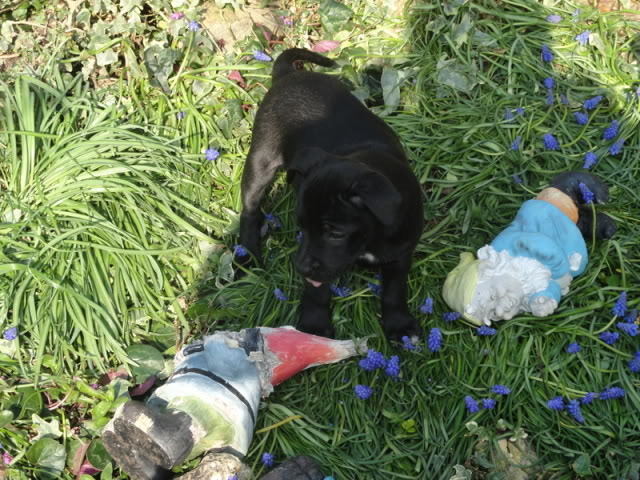 Maisy - 8 week old Cross breed (fostered in Oxford) DSC01023