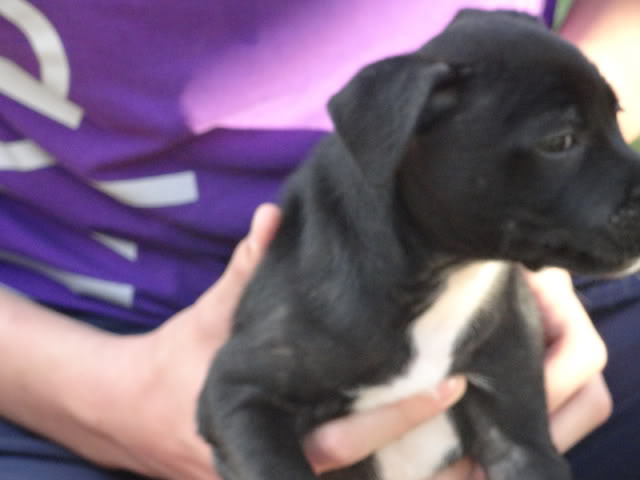 Maisy - 8 week old Cross breed (fostered in Oxford) DSC01028