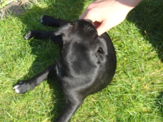 Maisy - 8 week old Cross breed (fostered in Oxford) DSC01053