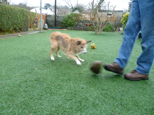 Perfect Penny - Lovely 9 year old Collie cross  P1010608