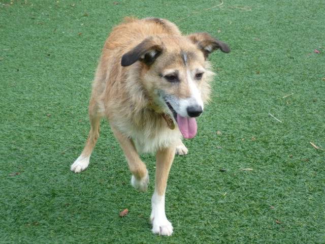 Perfect Penny - Lovely 9 year old Collie cross  P1010613