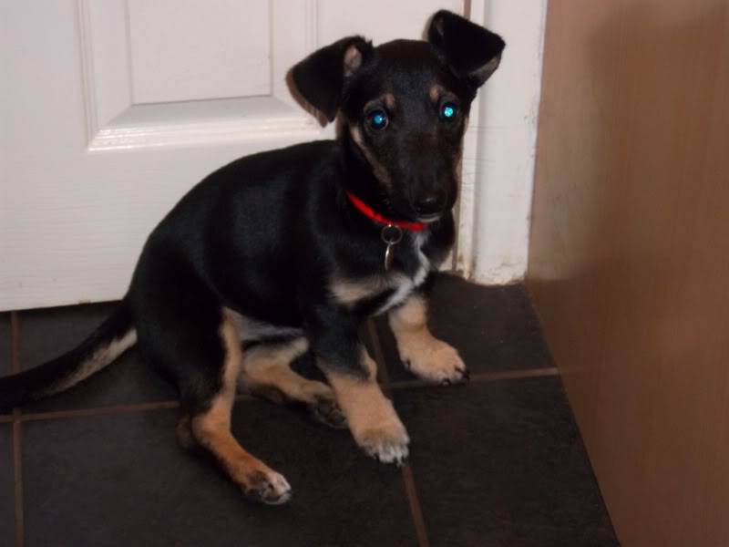 Molly - Adorable 10 week old JRT cross  Bobs148