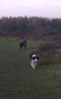 Sam - 15 month old Border Collie cross Springer Spaniel Sam01