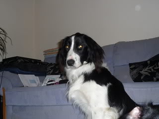 Sam - 15 month old Border Collie cross Springer Spaniel Sam04