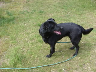 Stella - 5 year old Labrador cross GSD (Fostered in Berkshire) Stella02-1