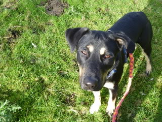 Stella - 10 month old mixed breed - Sweet girl needs a chance Stella04