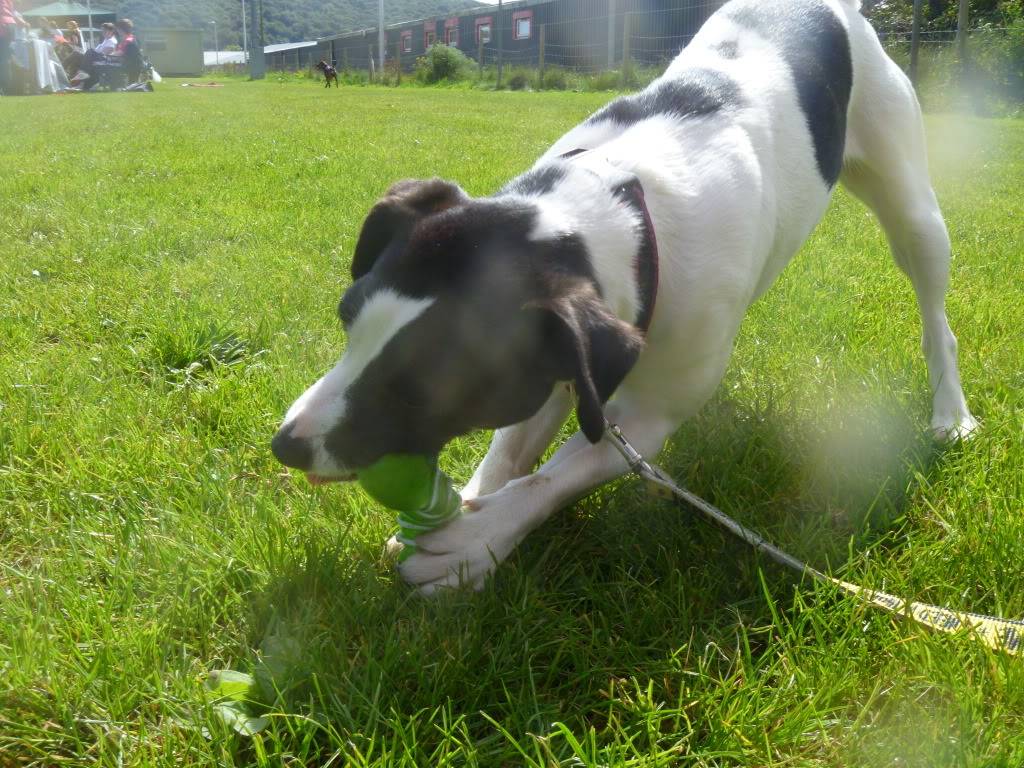 Tilley - 1 year old JRT - Good with dogs and kids 8+ Foadogs007
