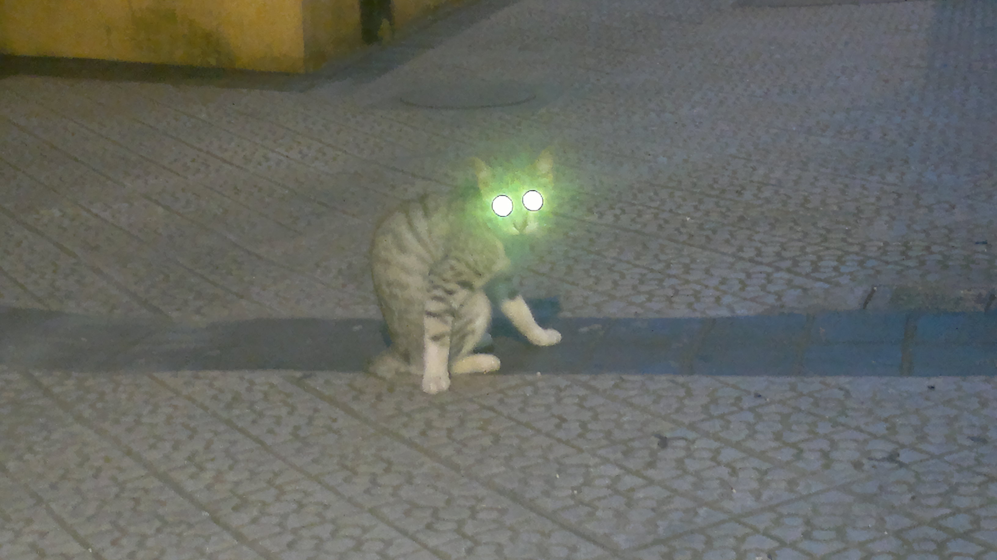 Gato encontrado (?) en Bilbao 2012-08-10-345