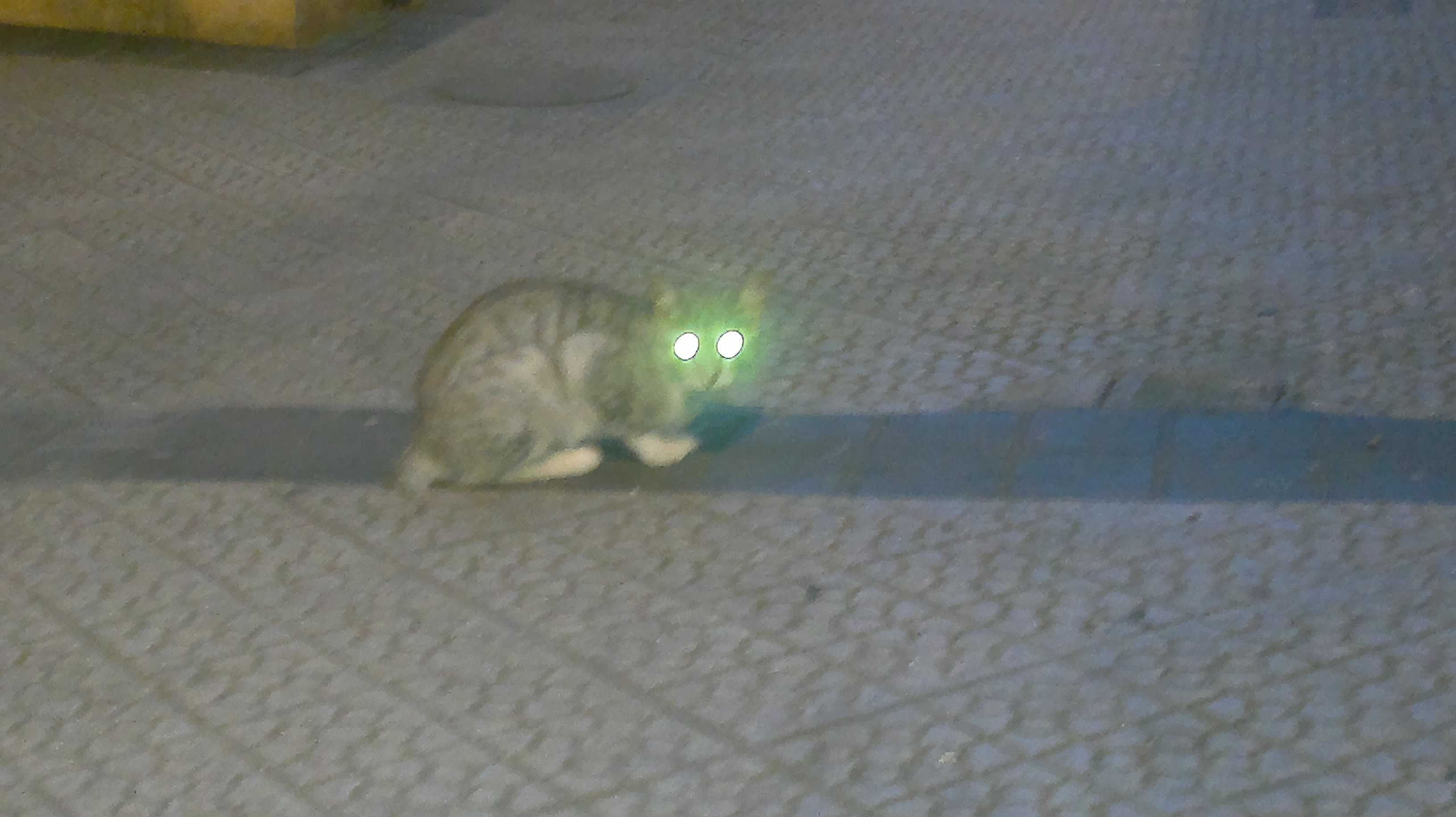 Gato encontrado (?) en Bilbao 2012-08-10-347