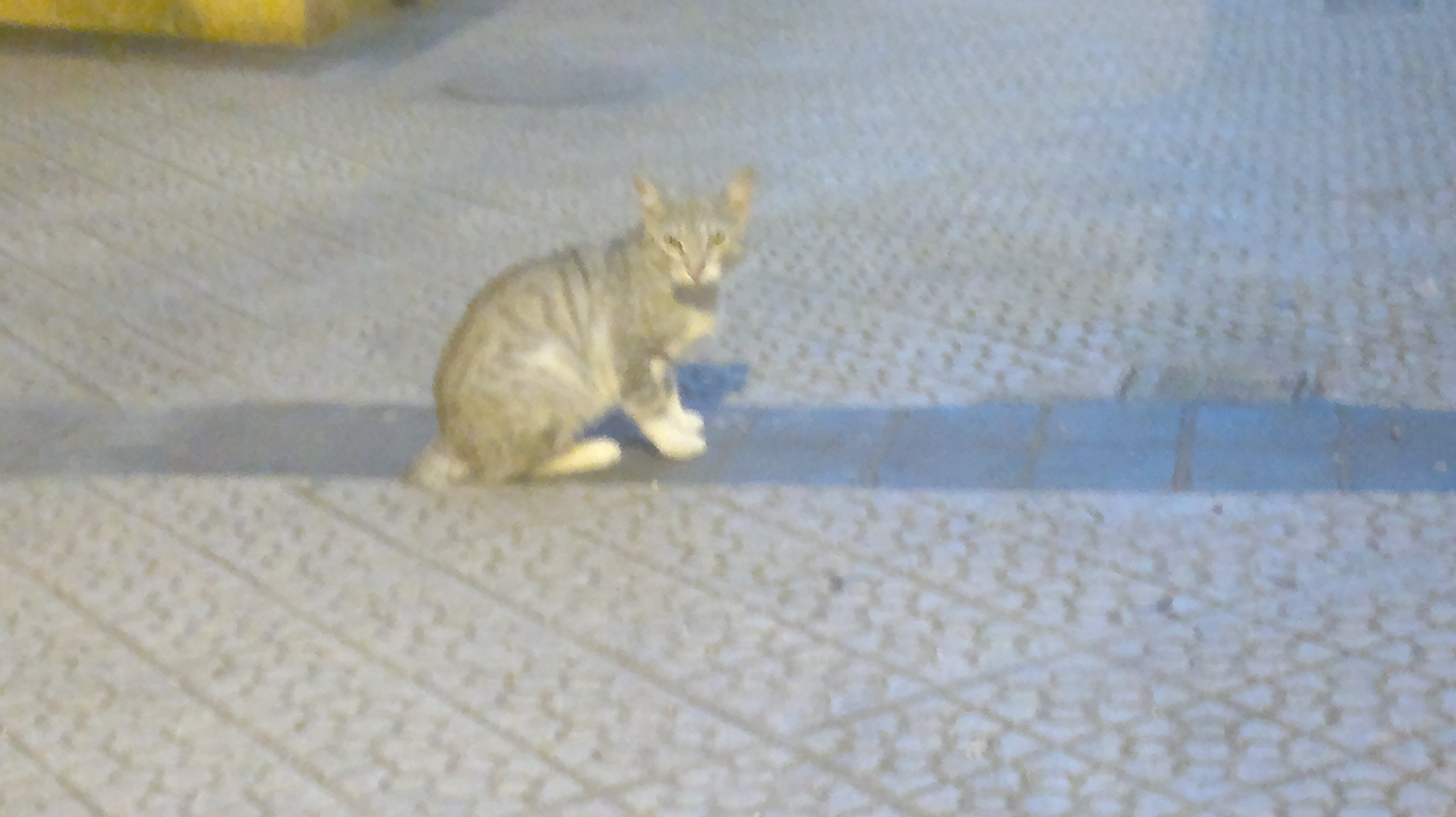 Gato encontrado (?) en Bilbao Gatogris